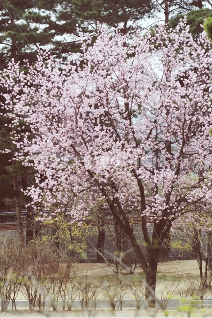봄사진,꽃나무,매화,봄,감성사진,봄,계절,spring,season,식물,자연,plants,nature,나무,trees,wood,감성,sensible,feeling,plant,flower,꽃,blossom