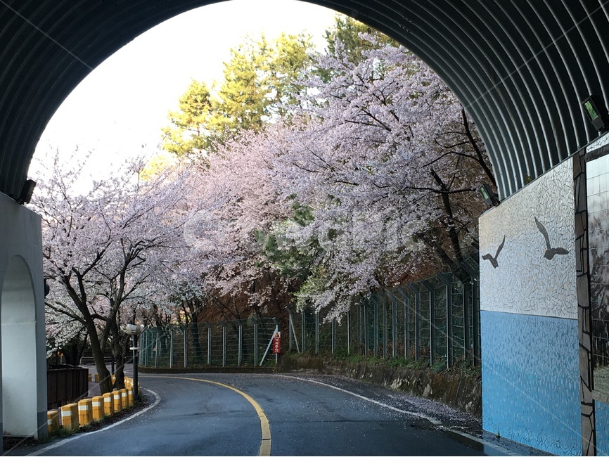 벚꽃,진해,군항제,안민고개,봄,봄,계절,spring,season,식물,자연,plants,nature,꽃,flower,교통,교통수단,traffic,transportation,plant