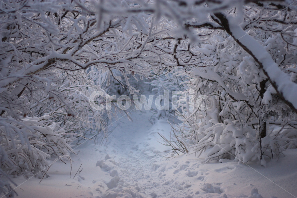 nature,자연,snow,눈,겨울,눈꽃,겨울산,겨울,계절,winter,season,자연,풍경,nature,landscape,나무,trees,wood,outdoors,옥외,storm,폭풍,blizzard,눈보라
