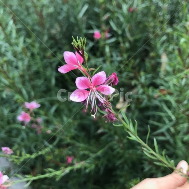 가우라,바늘꽃,홍접초,흰나비바늘꽃,나비바늘꽃,백접초,Beeblossom,Gaura,WhirlingButterflies,여러해살이풀,바늘꽃과,식물,꽃,Flower,식물,자연,plants,nature,꽃,flower