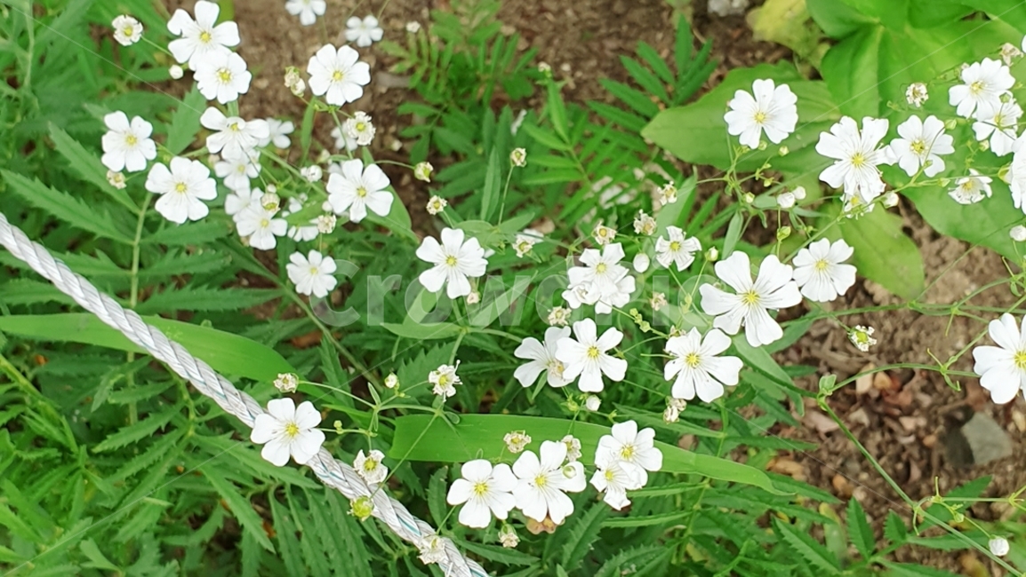 plant,식물,flower,blossom,꽃