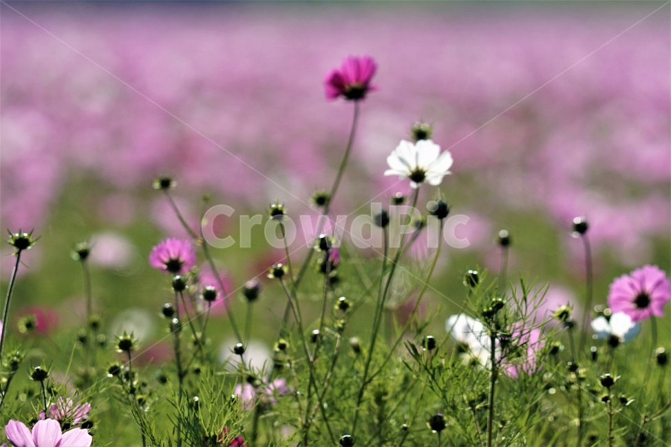 가을,코스모스,꽃,자연,식물,nature,계절,fall,autumn,season,flower,가을,계절,fall,autumn,season,식물,자연,plants,nature,꽃,flower,plant