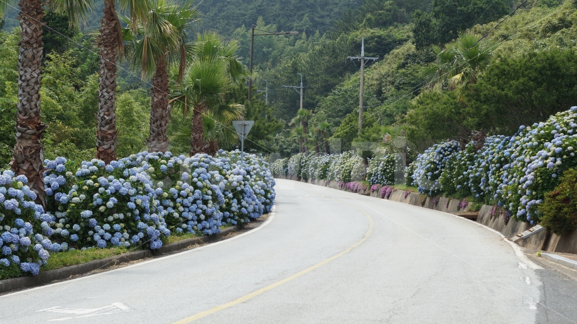 거제도,바람의언덕,해금강,수국,거제수국,자연,풍경,nature,landscape,outdoors,옥외,road,도로