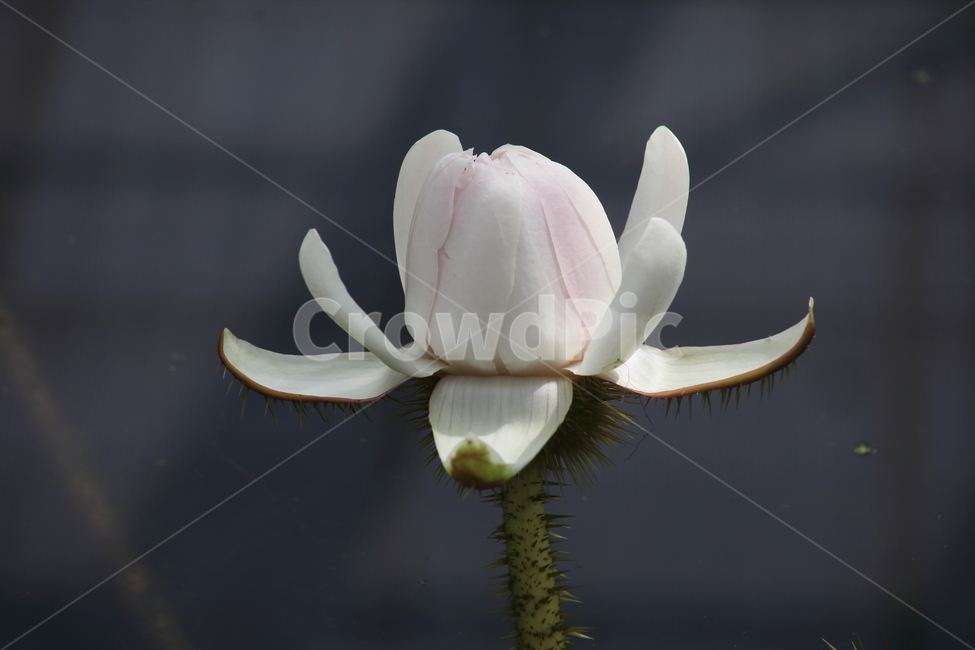 빅토리아연꽃,연꽃,수련,큰가시연꽃,victoriawaterlily,식물,자연,plants,nature,꽃,flower