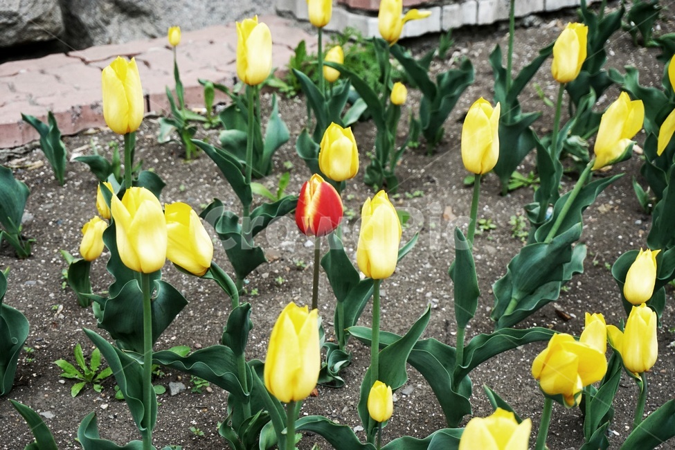 식물,꽃,flower,blossom,plant