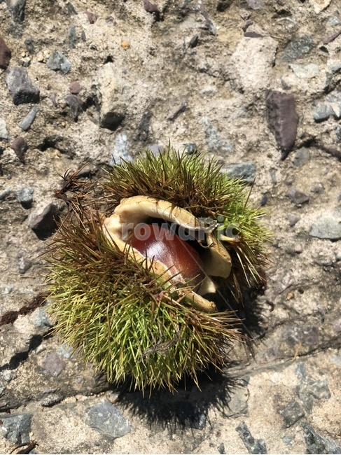 가을,밤,밤송이,곡식,차례,추석,plant,식물,food,nature,자연,가을,계절,fall,autumn,season,과일,열매,fruit,음식