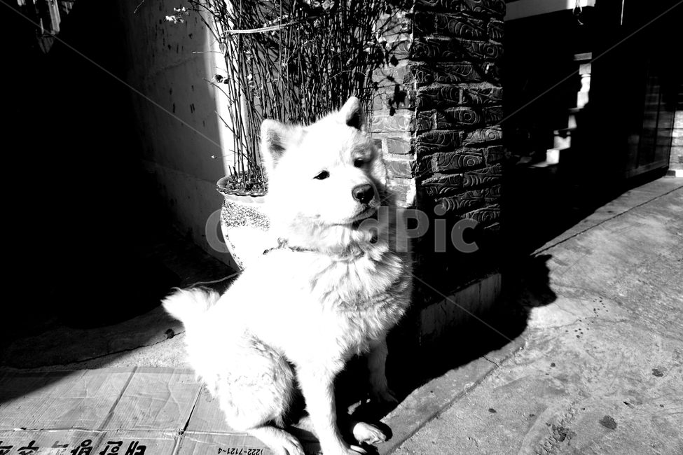 강아지,댕댕이,개,사모예드,큰개,대형견,dog,animal,pet,nature,자연,동물,animal,포유류,mammal,개,강아지,dog,doggy,흑백,모노톤,monochrome,black and white