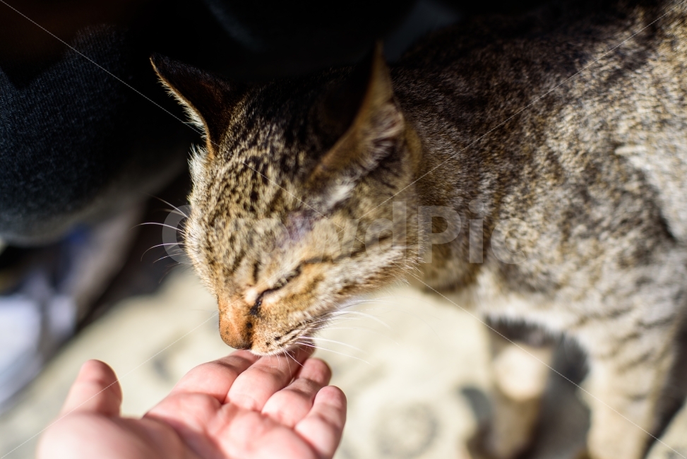 교감,자연,동물,사람,친구,공생,동물친구,신뢰,고양이,nature,animal,cat,people,friend,믿음,commune,동물,animal,포유류,mammal,고양이,cat,kitten,kitty,사람,인물,인간,human,person