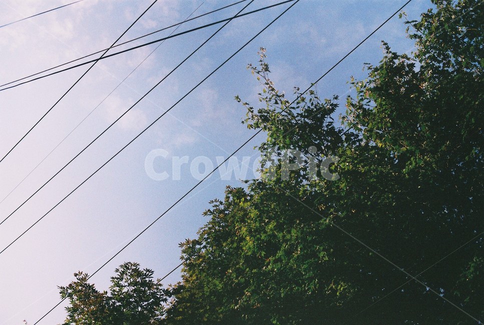 하늘,노을,나무,전신줄,자연,산책,구름,공원,여름,필름사진,필름,자연,풍경,nature,landscape,cable,케이블