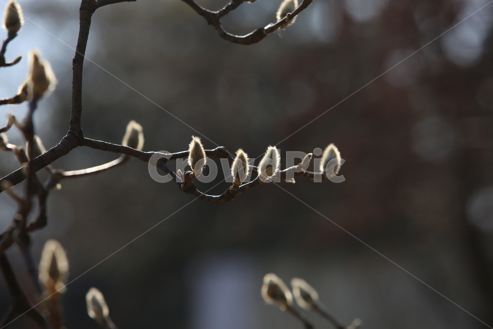 목련,꽃봉우리,식물,나무,봄,봄,계절,spring,season,식물,자연,plants,nature,꽃,flower
