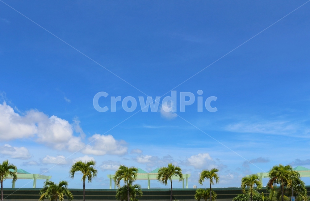 풍경,자연,하늘,야자수,하늘색,자연,풍경,nature,landscape,해외,외국,세계,foreign,oversea,world,세계자연풍경,해외자연풍경,외국자연풍경,world nature landscape,outdoors,옥외,summer,여름