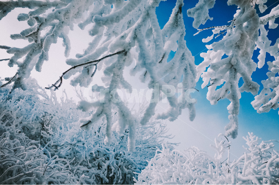 상고대,눈쌓인,겨울나무,눈내린,겨울산,폭설,겨울,계절,winter,season