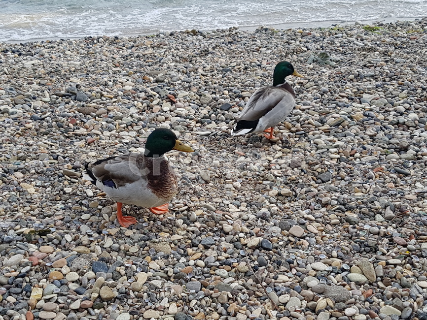 새,bird,청둥오리,오리,animal