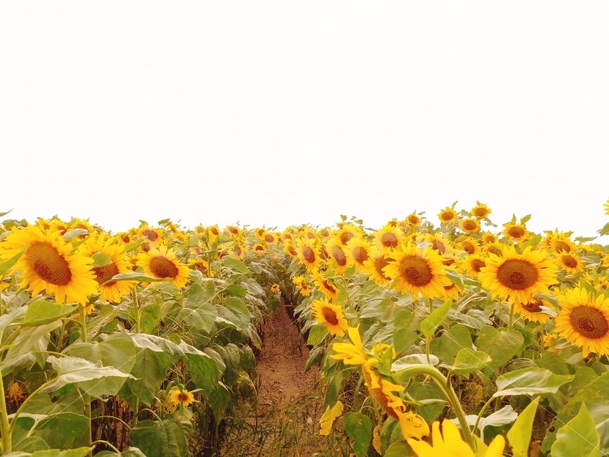 해바라기,자연,하늘,꽃,공원,밭,주말,여름,계절,summer,season,식물,자연,plants,nature,꽃,flower,plant,blossom,sunflower