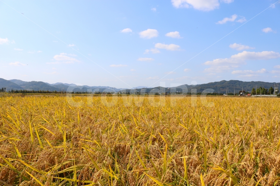 벼,농사,농업,시골,가을,곡류,익은,추수,작농,밀,경작,가을,계절,fall,autumn,season,자연,풍경,nature,landscape,한국자연풍경,한국자연경관,korea nature landscape,시골,마을,country,rural,town,field,들,grassland,목초지,outdoors,옥외