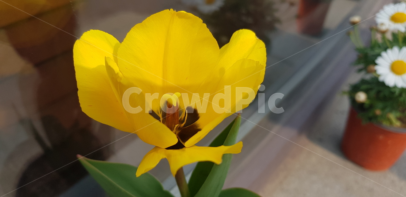 꽃,flower,daffodil,봄,blossom,plant,식물