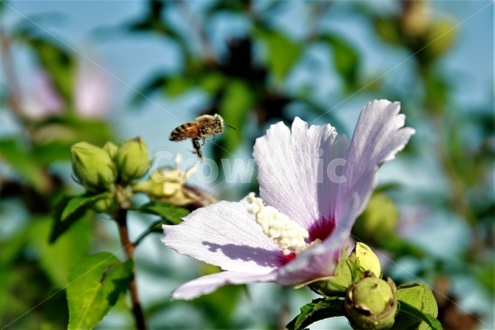자연,일편단심,꽃,무궁화,대한민국,식물,자연,plants,nature,꽃,flower,동물,animal,곤충,벌레,insect,bug