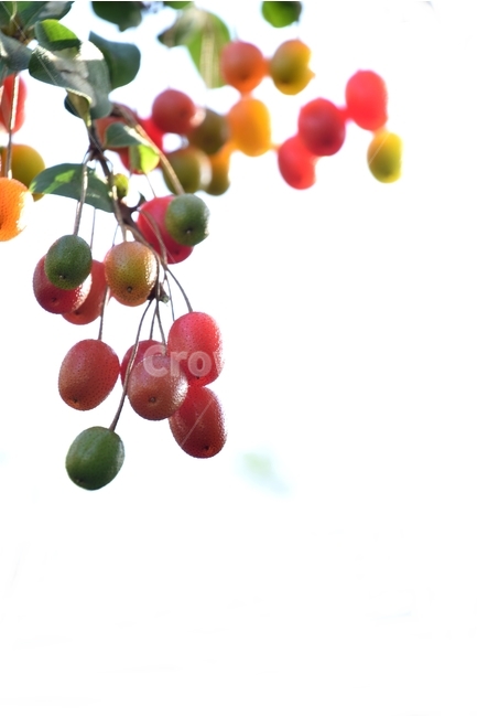 보리수,보리수열매,파리똥열매,붉은열매,포리똥,식물,자연,plants,nature,과일,열매,fruit