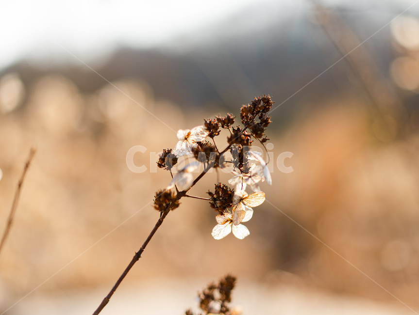 plant,식물,blossom,꽃,계절,가을,겨울,겨울꽃,자연,힐링,winter,winterflower,flower,season