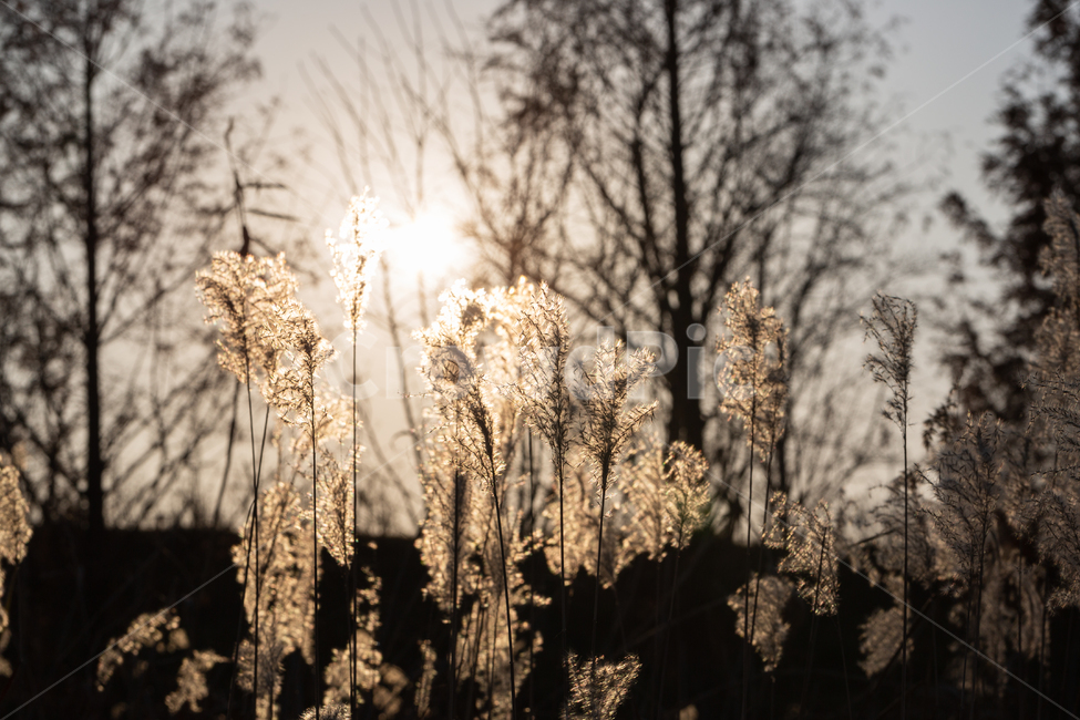 자연,풍경,가을,저녁,석양,억새,가을,계절,fall,autumn,season,grass,잔디,plant,식물,lawn,reed,갈대