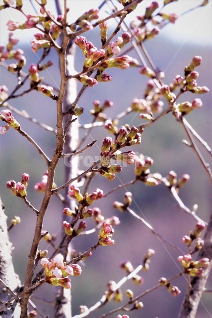 봄,벚꽃,자연,식물,계절,분홍색,pink,예쁨,spring,season,nature,beauty,flower,식물,자연,plants,nature