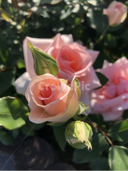 장미,오월,꽃,장미축제,장미꽃사진,식물,자연,plants,nature,꽃,flower