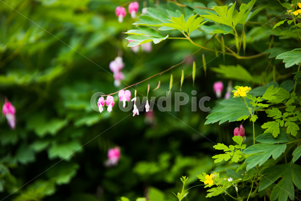 야생화,풀꽃,들꽃,자연,접사,식물,자연,plants,nature,꽃,flower
