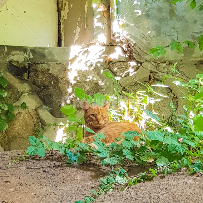 고양이,cat,yellow,노란,노랭이,주황,green,nature,wall,stonewall,담벼락,풀,grass
