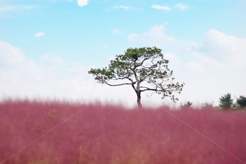 tree,나무,식물,핑크뮬리,가을,가을,계절,fall,autumn,season,자연,풍경,nature,landscape,식물,plants,나무,trees,wood,plant