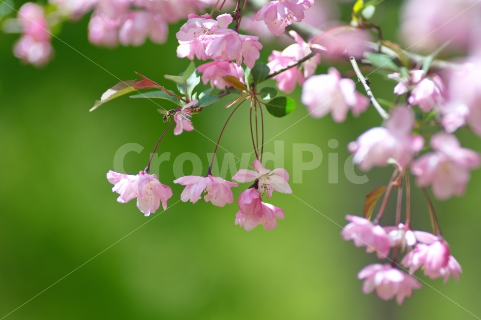 꽃사과,분홍,꽃,나무가지,핑크,화훼,Background,Flower,꽃잎,야외,녹색,자연,야생화,사과,과일,꿀벌,바탕,배경,배경이미지,아름다운,정원,가든,식물,봄,계절,spring,season,식물,자연,plants,nature,꽃,flower,감성,sensible,feeling,plant,blossom,geranium,제라늄