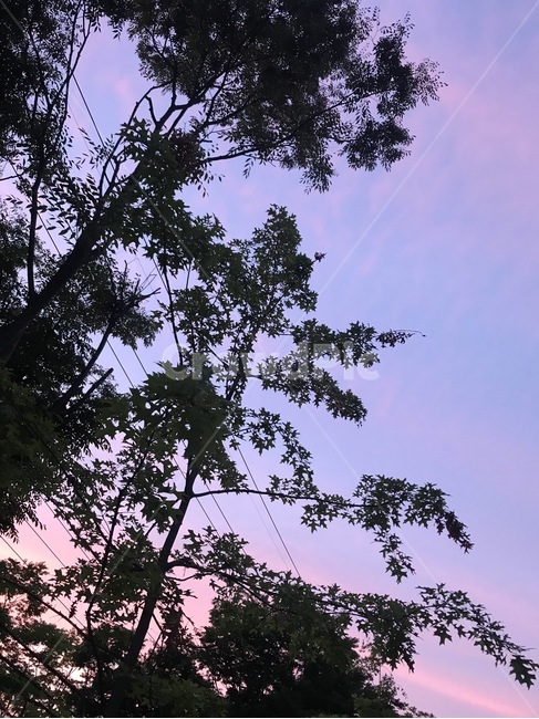 노을,하늘,구름,분홍,보라,신비,나무,그림자,여름,감성,아이폰
