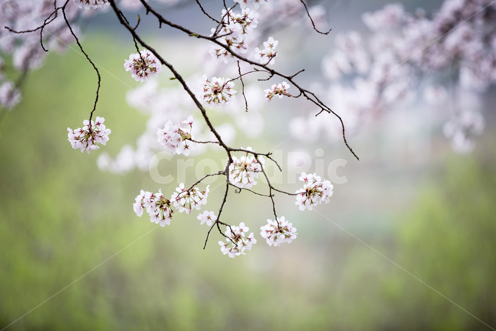 벚꽃축제,벚꽃나무,벚꽃길,벚꽃놀이,벚꽃,감성,봄,봄,계절,spring,season,plant,식물,flower,꽃,blossom