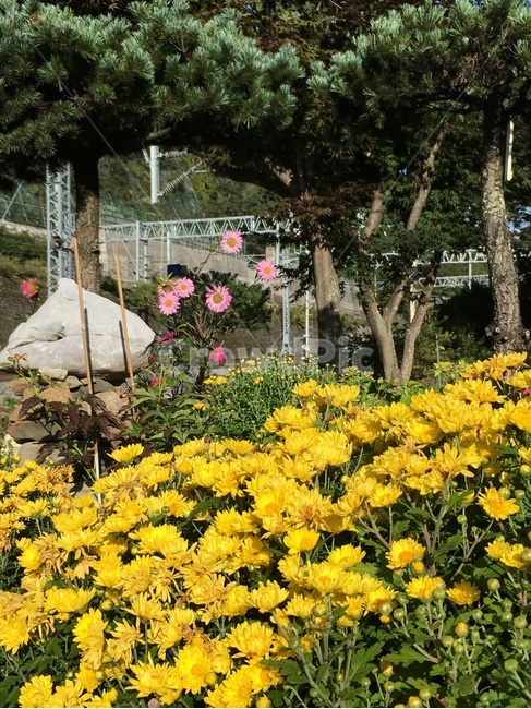 국화,노란국화,철로,철도,기차역,교통,풍경,plant,식물,소국,소국화