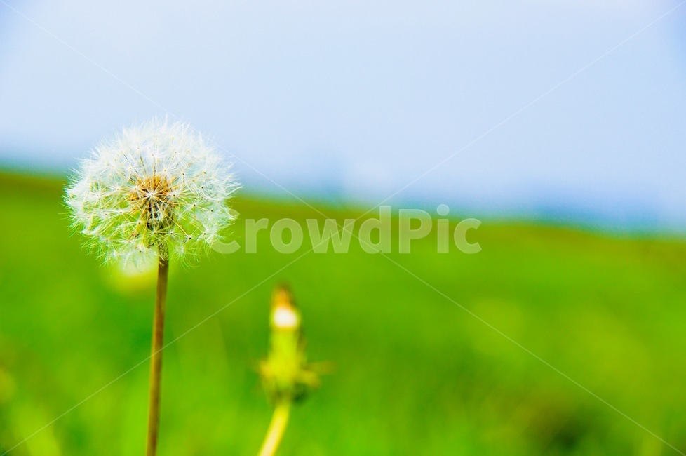 가을,들판,민들레,감성,추억,회상,식물,자연,plants,nature,꽃,flower
