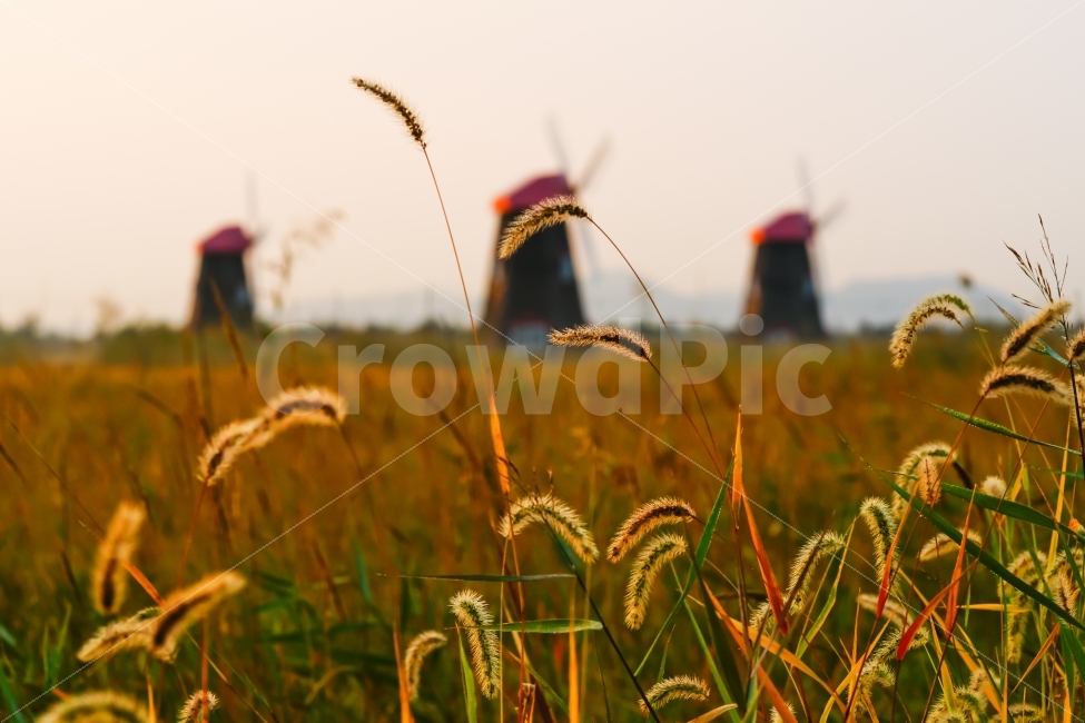 인천,소래포구,소래습지공원,습지,염전,풍차,강아지풀,가을,식물,자연,plants,nature,가을,계절,fall,autumn,season,plant,grass,잔디,food,음식,vegetable,야채,grain,곡물