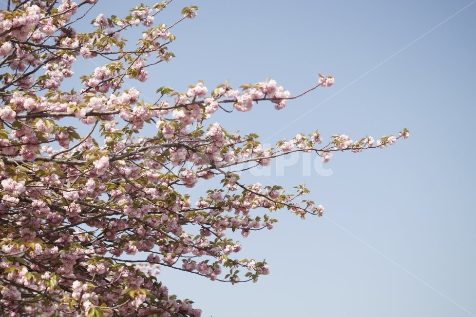 봄,벚꽃,풍경,여행,사랑,spring,sakura,cherryblossom,부산,꽃,벚꽃나무,따뜻함,따듯함,따뜻한,따듯한,낮,봄,계절,spring,season,식물,자연,plants,nature,꽃,flower,plant,blossom