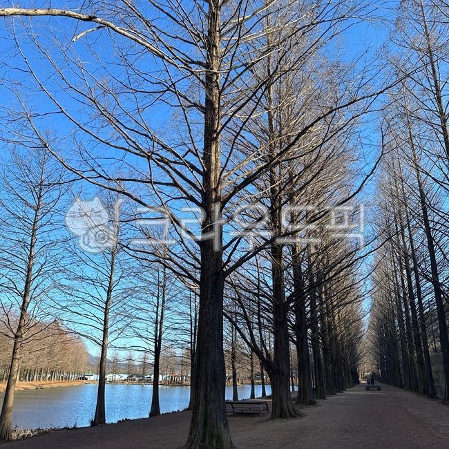 메타세콰이어,메타세쿼이아,호수,자연,나무,옥외,자연경관,tree,nature,메타세콰이어길,겨울