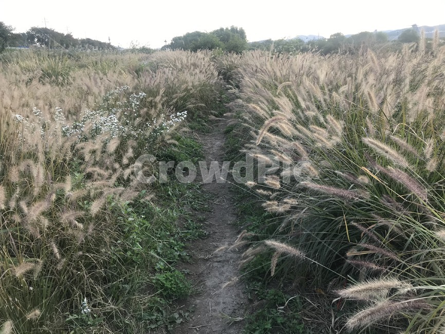 탄천,갈대,식물,배경,바탕화면,오솔길
