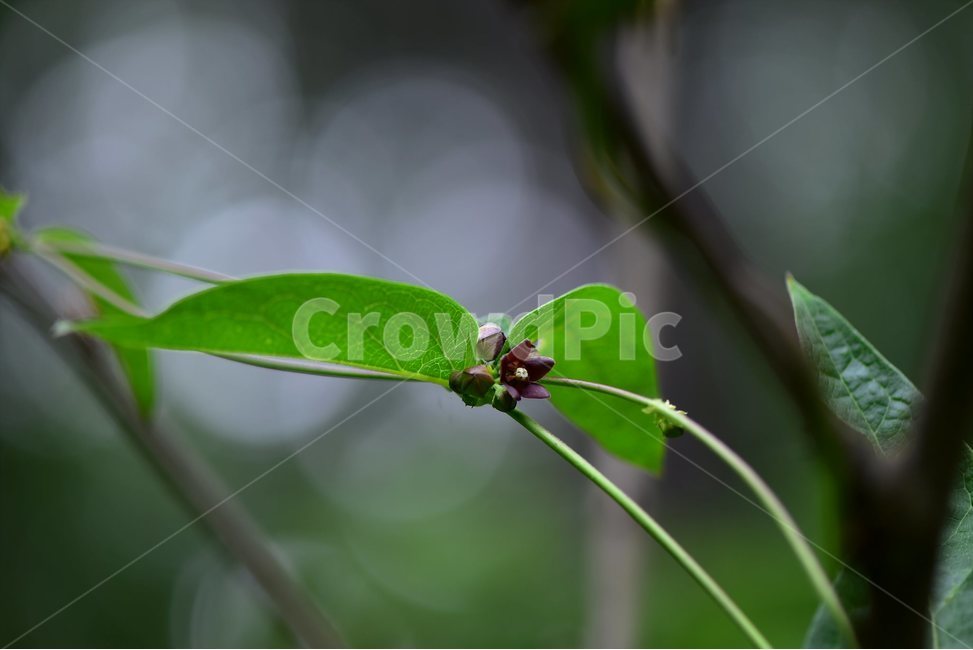 덩굴박주가리,야생화,꽃,식물,자연,생태,플라워,flower,plants,nature,식물,자연,plants,nature,꽃,flower