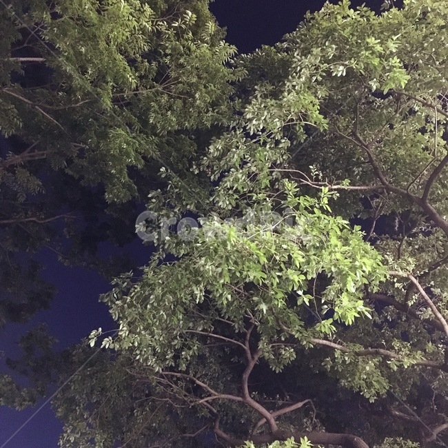 나무,하늘,밤,밤하늘,초록색,식물,자연,plants,nature