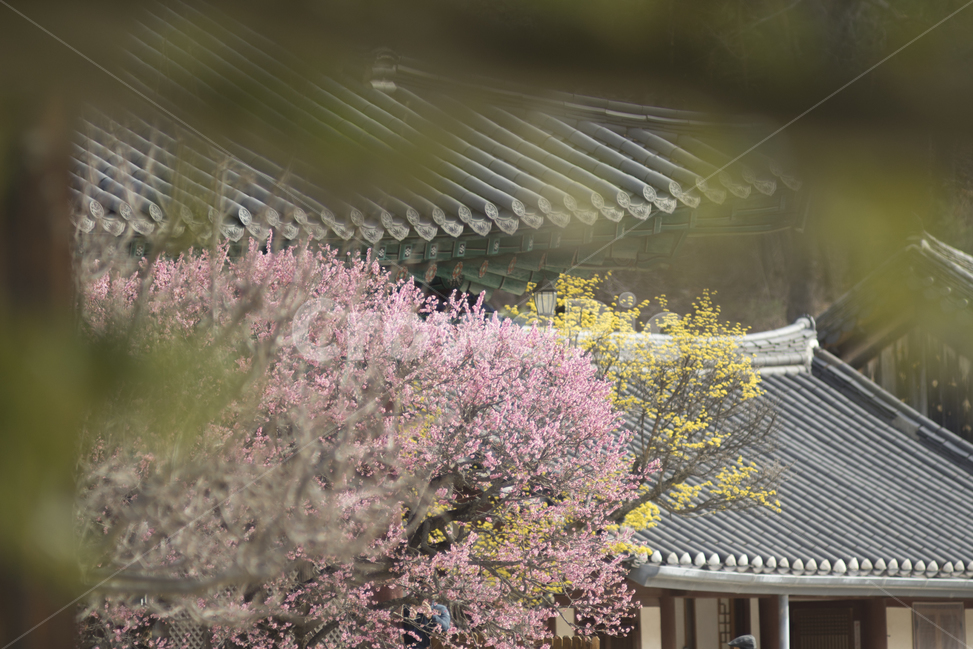 매화,자장매,봄꽃,통도사,감성사진,봄,계절,spring,season,한국전통,한국문화,korean traditional,korean culture,감성,sensible,feeling