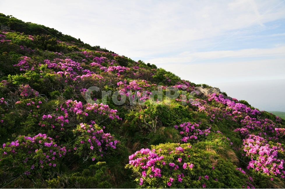 제주도,한라산,영실코스,진달래,봄,봄,계절,spring,season,자연,풍경,nature,landscape,한국자연풍경,한국자연경관,korea nature landscape,plant,식물,blossom,꽃,flower,geranium,제라늄,outdoors,옥외