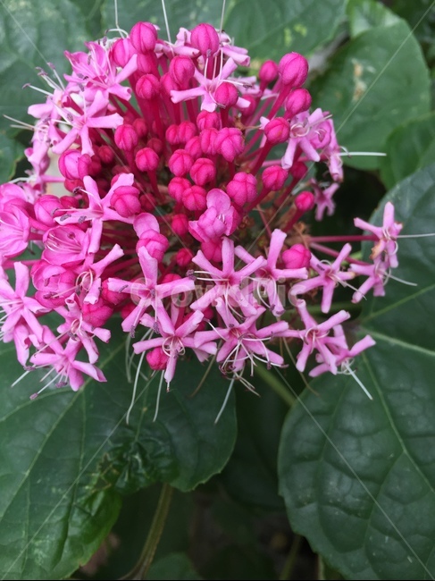 flower,꽃,자연,nature,꽃누리장나무,식물,자연,plants,nature,꽃,flower