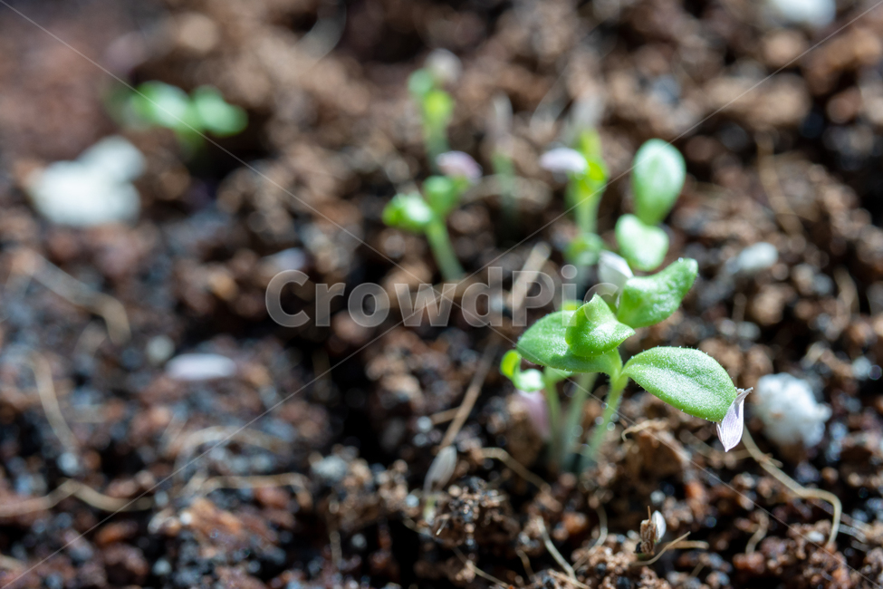 식물,녹색,자연,텃밭,새싹,흙,베란다,plant,떡잎,잎