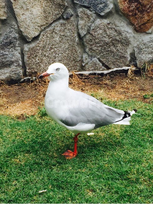 갈매기,새,조류,동물,야생동물,조류,새,birds