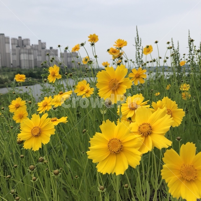 꽃,노란색,코스모스,자연,천변,배경,배경화면,배경사진,감성,색감,색상,감성사진,일상,flower,cosmos,yellow