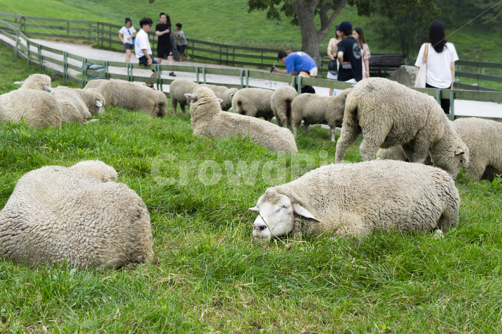 양,양떼목장,sheep,강원도,대관령,풀,목장,동물,animal,포유류,mammal,목축업,목장,livestock farming,ranching,pasture