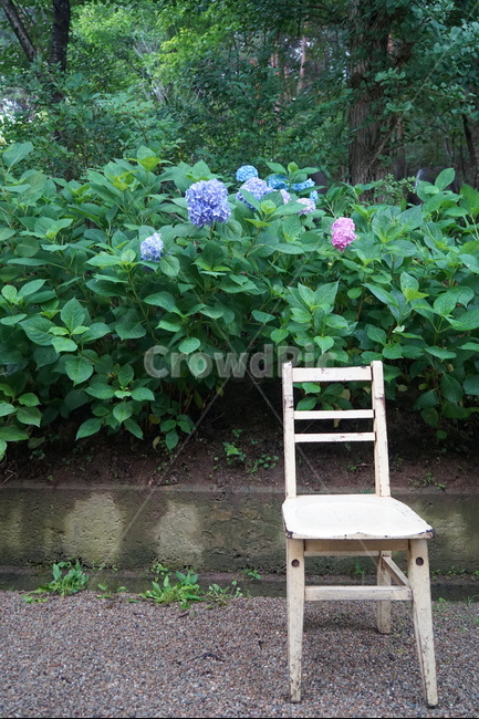 수국화,꽃,풍경,의자,나무,풀,정물,자연,풍경,nature,landscape,감성,sensible,feeling,사물,물건,오브젝트,thing,object,matter,chair