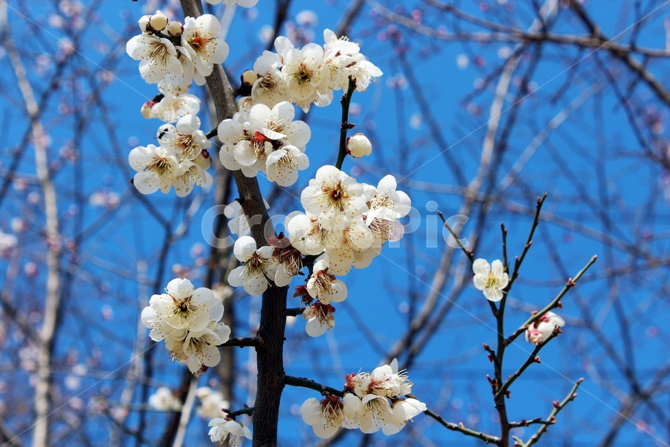 꽃,매실꽃,하늘,파랑,식물,하양,flower,plum,plants