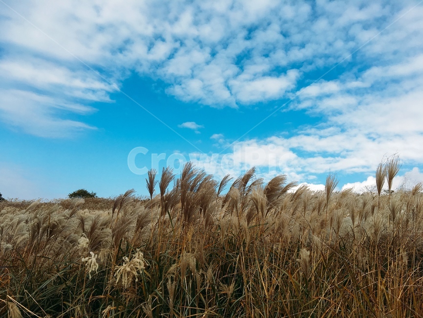가을하늘,갈대,제주도,제주,억새,가을,하늘,가을,계절,fall,autumn,season,자연,풍경,nature,landscape,plant,식물,grass,잔디,lawn